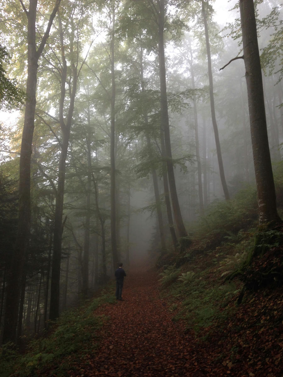 Man standing on a trail with huge trees in the fog